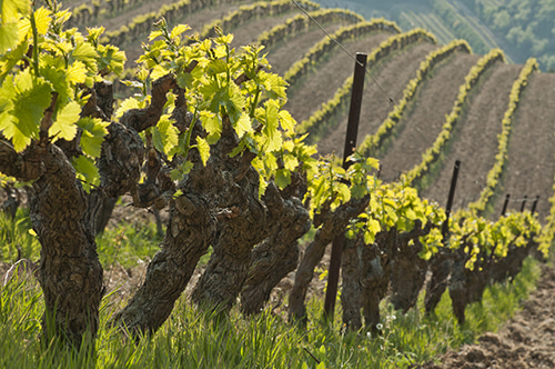 transaction et reprise domaine viticole